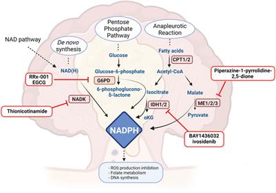 Insight Into Nicotinamide Adenine Dinucleotide Homeostasis as a Targetable Metabolic Pathway in Colorectal Cancer